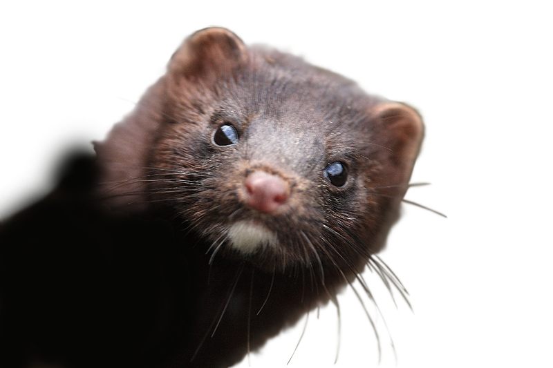 Image result for mink